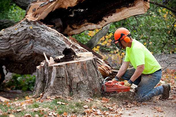 Best Best Tree Removal Services  in Lorane, PA